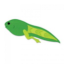 Sizzix Bigz Die Frog Tadpole